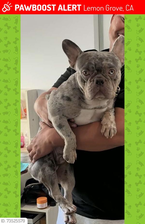 Lost Male Dog last seen Lemon grove station, Lemon Grove, CA 91945