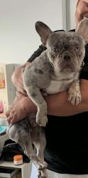 Lost Male Dog last seen Lemon grove station, Lemon Grove, CA 91945