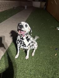 Reunited Male Dog last seen North Ave and Cindy Jo Ln, Escondido, CA 92026