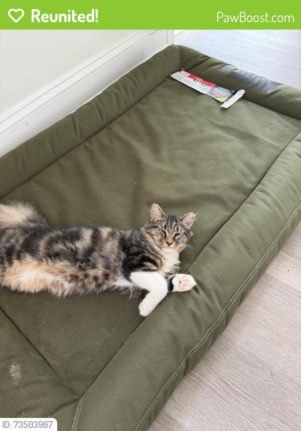 Reunited Unknown Cat last seen Near bevington Dr, Indian Trail, NC 28079