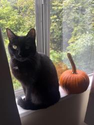 Lost Female Cat last seen Overhill St. in Morgantown under an abandoned hse, Morgantown, WV 26505