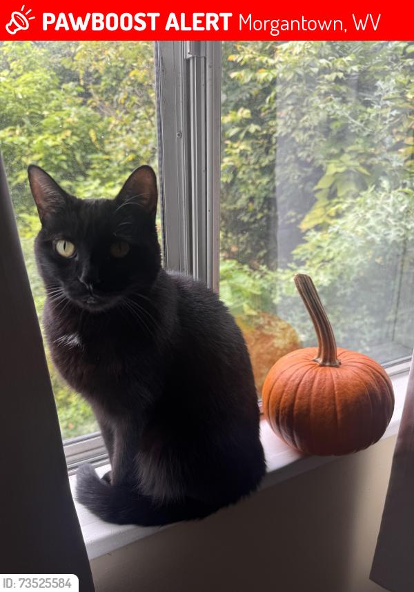 Lost Female Cat last seen Overhill St. in Morgantown under an abandoned hse, Morgantown, WV 26505