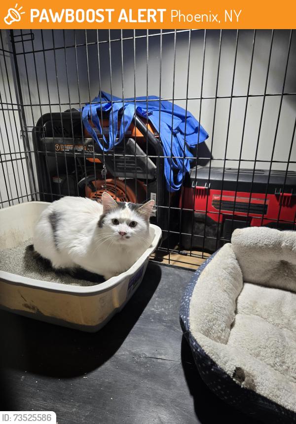 Found/Stray Unknown Cat last seen Circle k, Phoenix, NY 13135