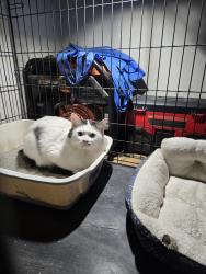 Found/Stray Unknown Cat last seen Circle k, Phoenix, NY 13135