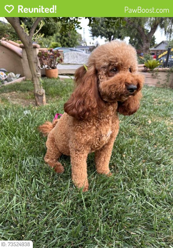 Reunited Female Dog last seen Mount kenya dr / Robert Sanders Elementary, San Jose, CA 95127