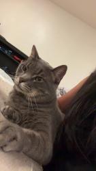 Reunited Male Cat last seen Ferguson, Dallas, TX 75228