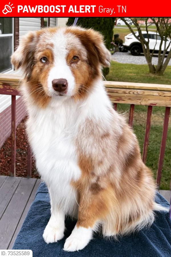 Lost Female Dog last seen Gray Station rd, Gray, TN 37615