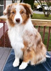 Lost Female Dog last seen Gray Station rd, Gray, TN 37615