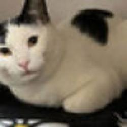 Lost Female Cat last seen 19th and newark, Aurora, CO 80010