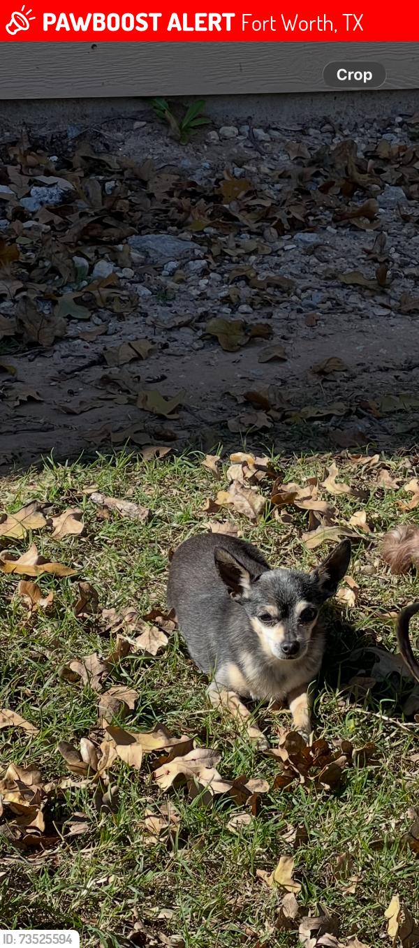 Lost Male Dog last seen Near collin st, Fort Worth, TX 76119