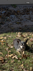 Lost Male Dog last seen Near collin st, Fort Worth, TX 76119