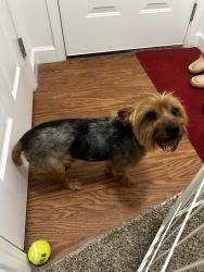 Reunited Male Dog last seen Crescent at wolfchase complex 38133, Memphis, TN 38133