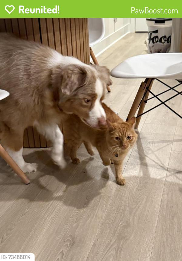 Reunited Male Cat last seen Campbell road, York, SC 29745
