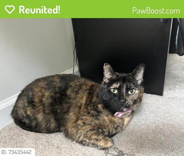 Reunited Female Cat last seen HWY 70 & Hicks Road, Nashville, TN 37221