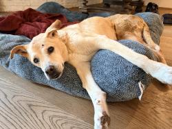 Reunited Female Dog last seen Endicott and creekbend 77035, Houston, TX 77035