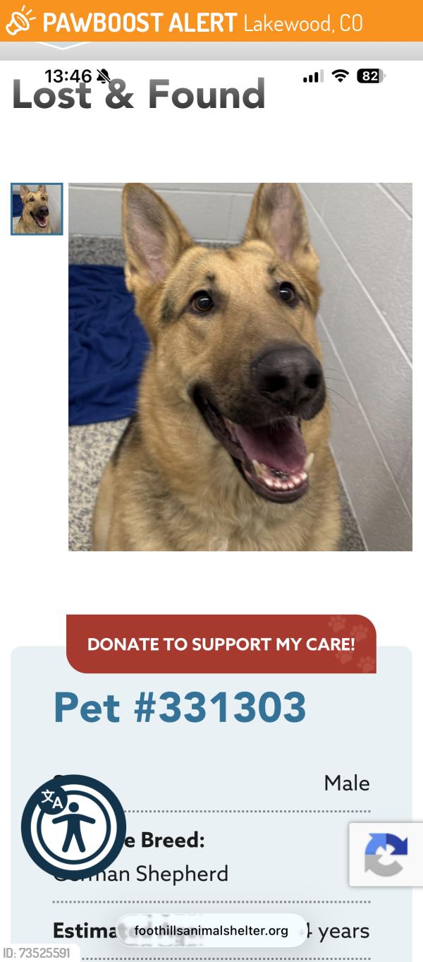 Found/Stray Male Dog last seen Tanglewood park, Lakewood, CO 80215