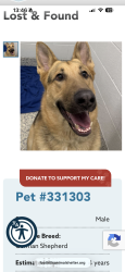 Found/Stray Male Dog last seen Tanglewood park, Lakewood, CO 80215