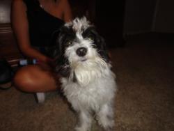 Lost Male Dog last seen Kempner, Pasadena, TX 77505
