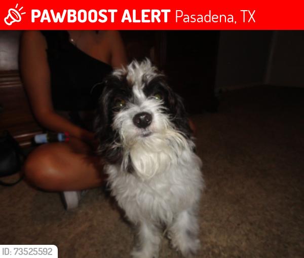 Lost Male Dog last seen Kempner, Pasadena, TX 77505