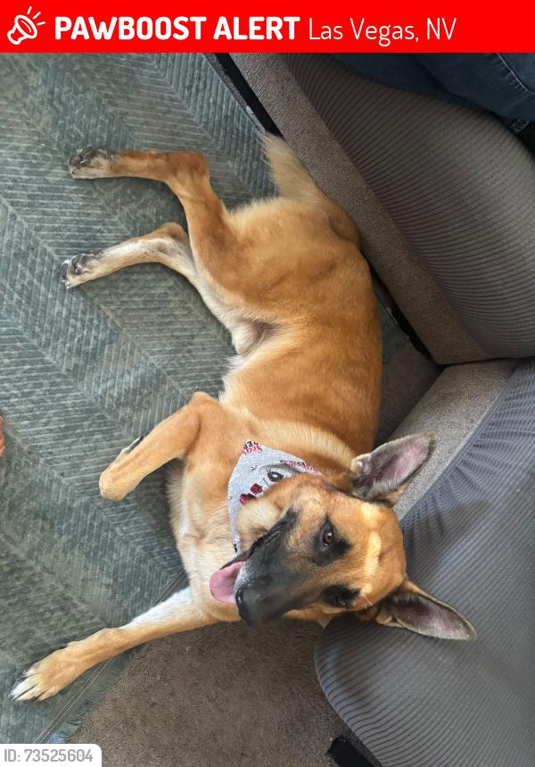 Lost Male Dog last seen Near Mount Whitney Circle, Las Vegas, NV 89145