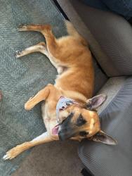 Lost Male Dog last seen Near Mount Whitney Circle, Las Vegas, NV 89145