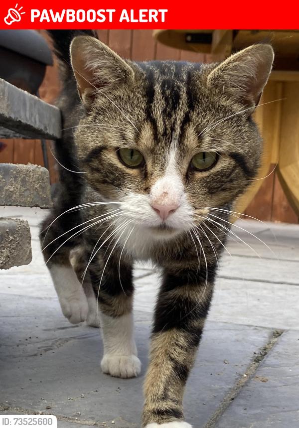 Lost Male Cat last seen Asda, County Durham, England DL16 6EQ