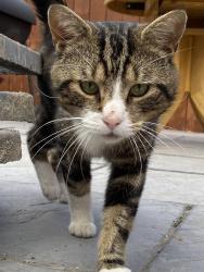 Lost Male Cat last seen Asda, County Durham, England DL16 6EQ