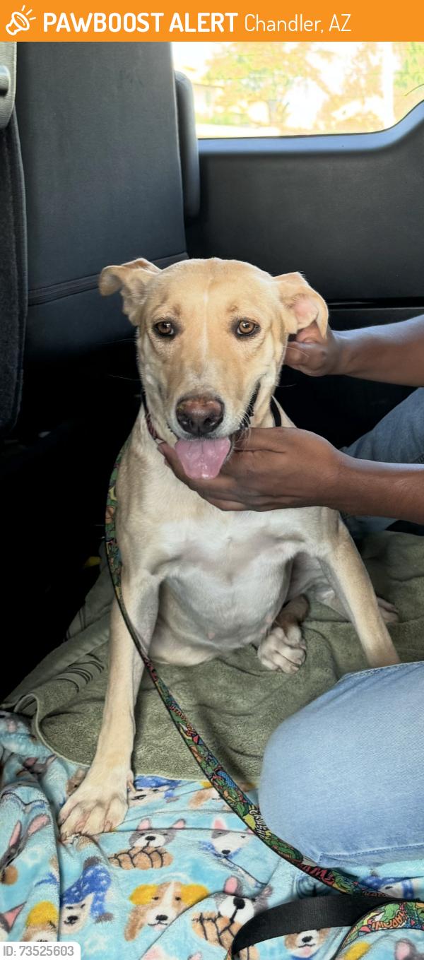 Found/Stray Female Dog last seen Arrowhead park, Chandler, AZ 85224