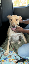 Found/Stray Female Dog last seen Arrowhead park, Chandler, AZ 85224