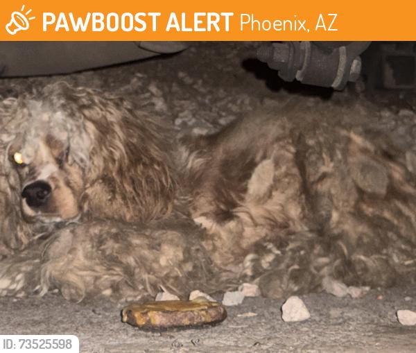 Found/Stray Unknown Dog last seen Papago Buttes III apt complex, Phoenix, AZ 85008