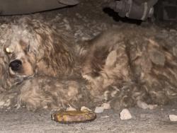 Found/Stray Unknown Dog last seen Papago Buttes III apt complex, Phoenix, AZ 85008