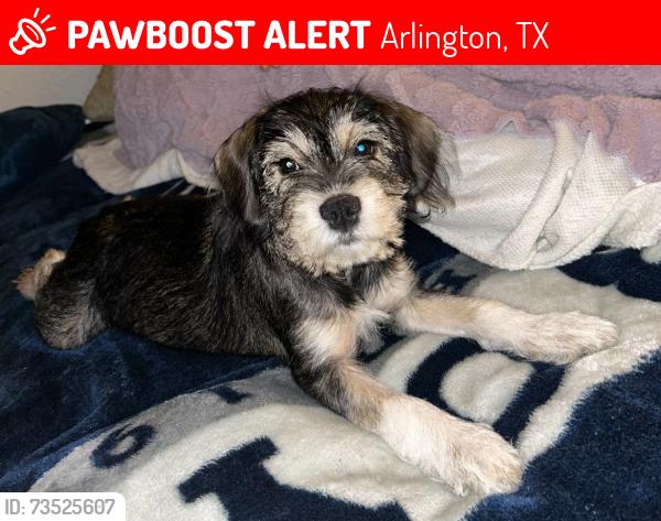 Lost Female Dog last seen Walmart, Arlington, TX 76017