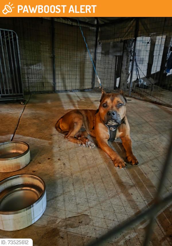 Found/Stray Male Dog last seen Alondra Blvd and Haskins Ave, West Rancho Dominguez, CA 90746