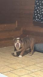 Lost Male Dog last seen Glen hollow cir, Arlington, TX 76016