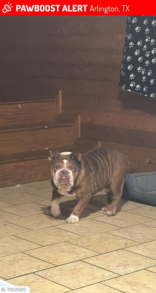Lost Male Dog last seen Glen hollow cir, Arlington, TX 76016