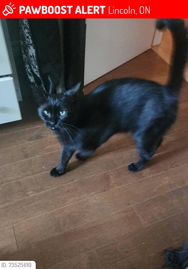 Lost Male Cat last seen Kinsmen park Lincoln ontario, Lincoln, ON 