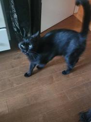 Lost Male Cat last seen Kinsmen park Lincoln ontario, Lincoln, ON 
