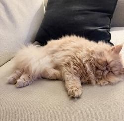 Lost Male Cat last seen Colony Dr, Summit, NJ 07901