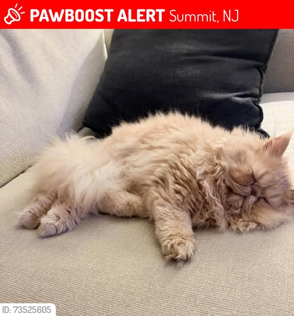 Lost Male Cat last seen Colony Dr, Summit, NJ 07901