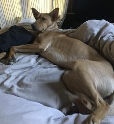 Reunited Male Dog last seen Veteran Parkway Memorial, Green Bay, WI 54303