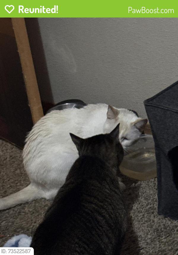 Reunited Male Cat last seen Inside Macintosh Court apmts, Tacoma, WA 98408