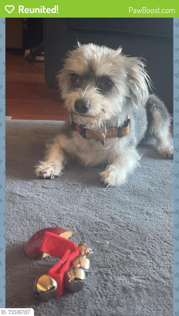 Reunited Female Dog last seen Kyrene and Warner, Tempe, AZ 85284