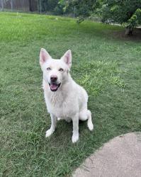 Lost Male Dog last seen Lakemont Dr, 741, Heath, TX 75126