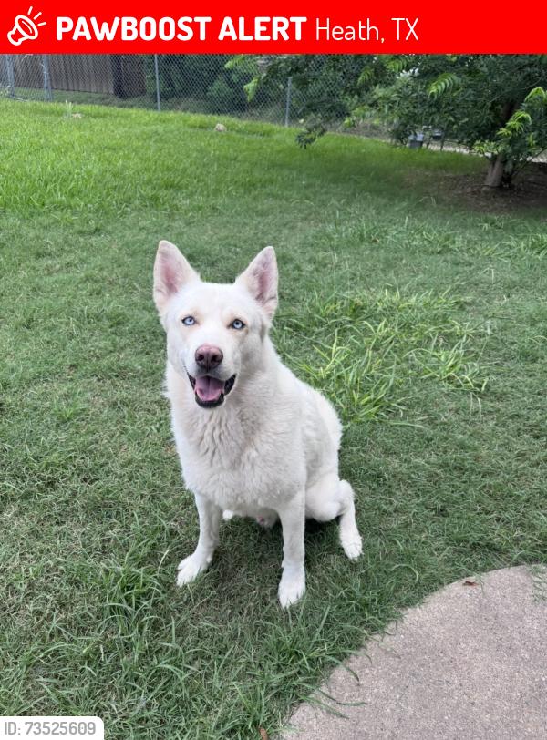 Lost Male Dog last seen Lakemont Dr, 741, Heath, TX 75126