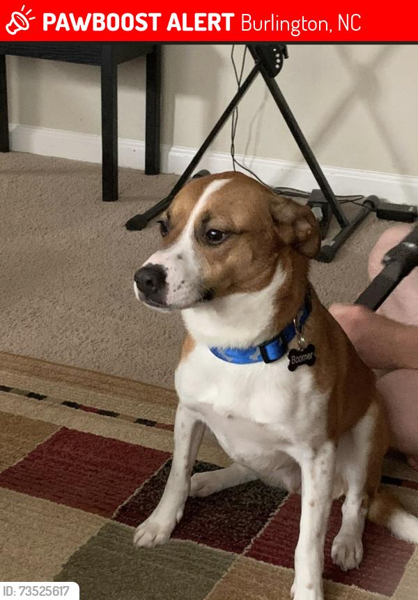 Lost Male Dog last seen In the yard on North Ashland Drive, Burlington, NC 27217