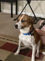Lost Male Dog last seen In the yard on North Ashland Drive, Burlington, NC 27217