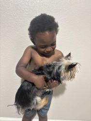 Reunited Male Dog last seen Near Cardwell Ln, Tyler, TX 75701