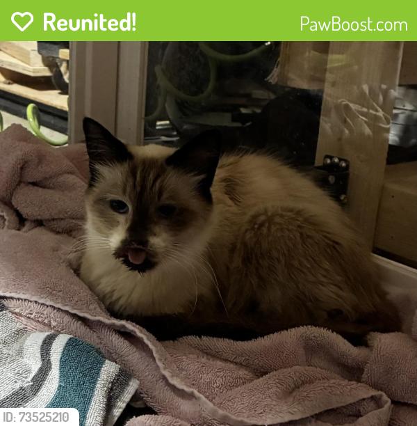 Reunited Female Cat last seen Little Mill Rd, Buford, GA 30518