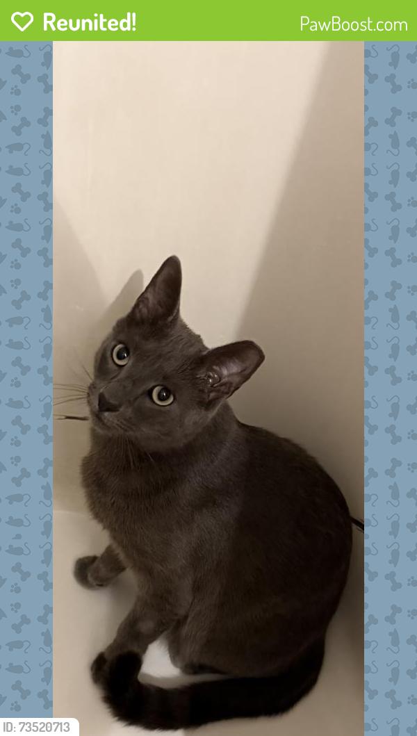 Reunited Male Cat last seen Oriole park, Wyoming, MI 49509