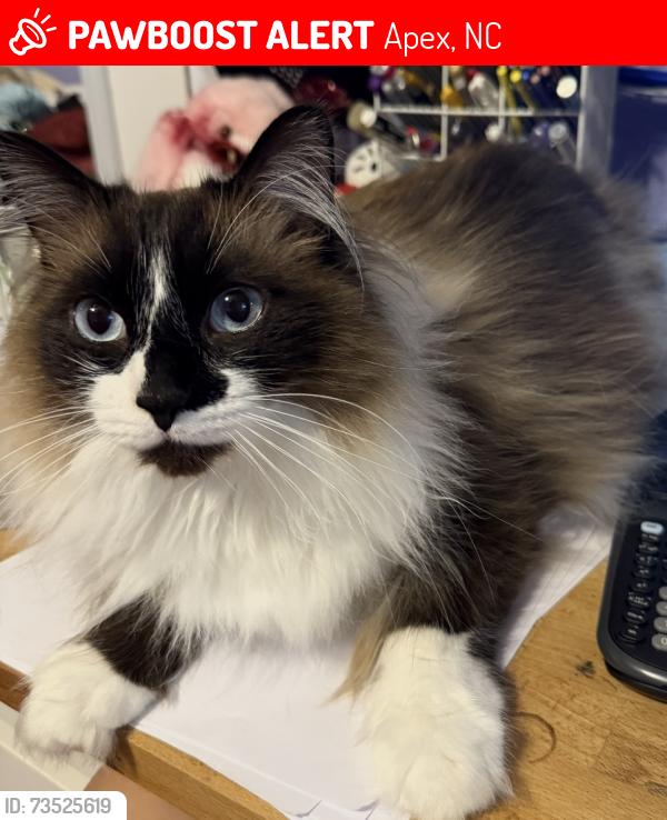 Lost Male Cat last seen Smith road & Colby chase drive Apex NC Merion station 27539, Apex, NC 27539